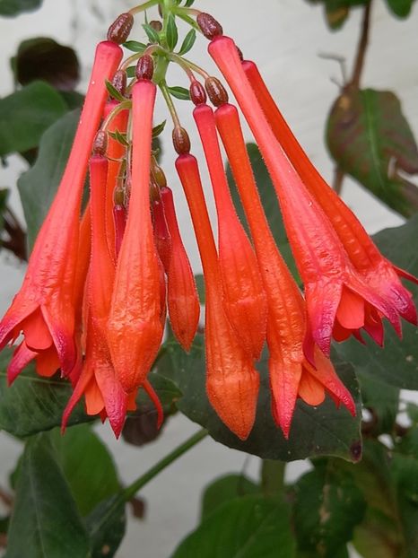  - Fuchsii 2021