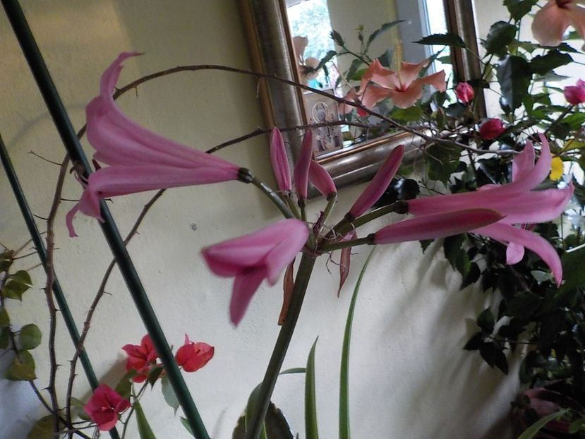  - Florile mele
