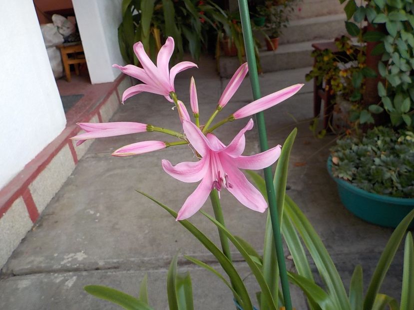  - crinul belladona 2021