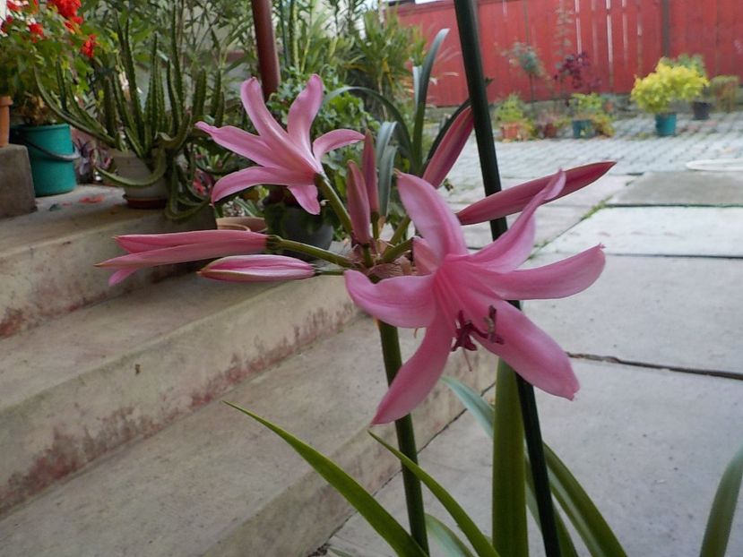  - crinul belladona 2021