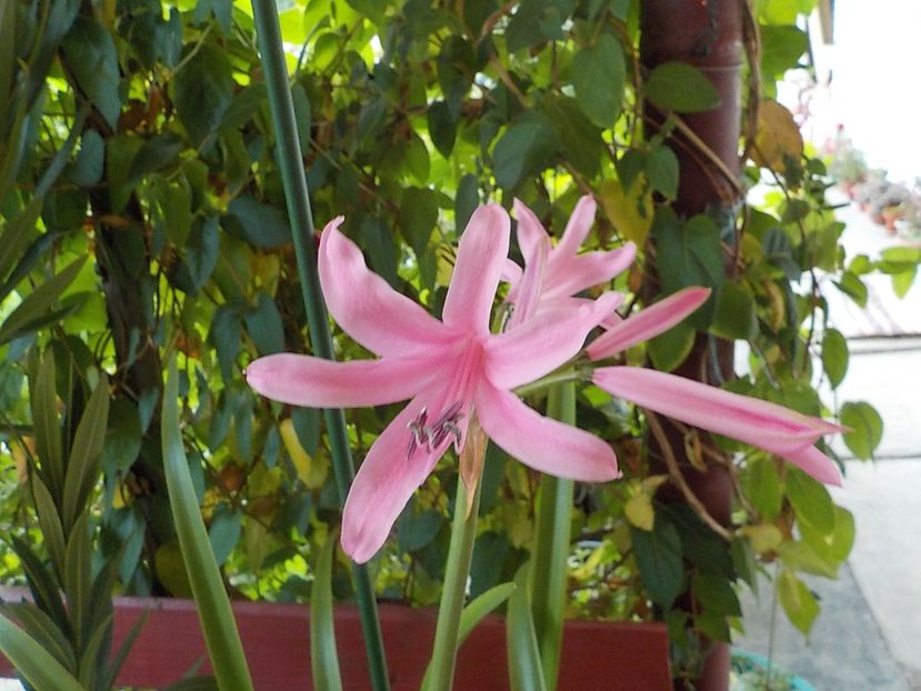  - Florile mele