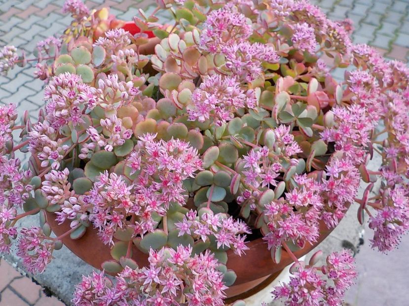  - sedum sieboldii