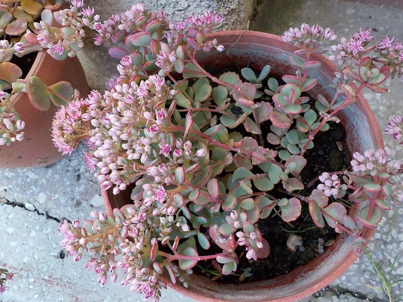  - sedum sieboldii