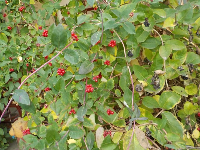  - lonicera