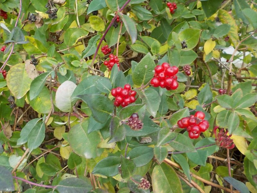  - lonicera