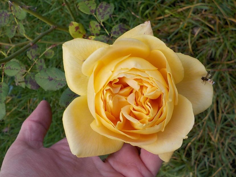  - golden celebration