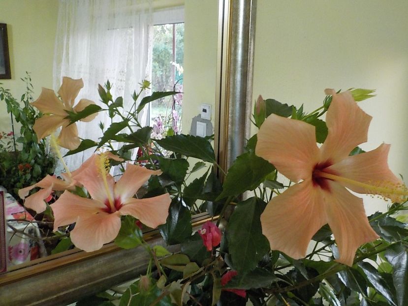  - Florile mele