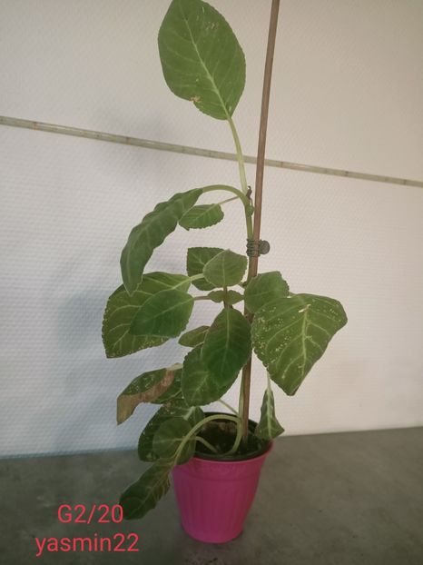 14.10.2021 - -Gloxinia din frunze