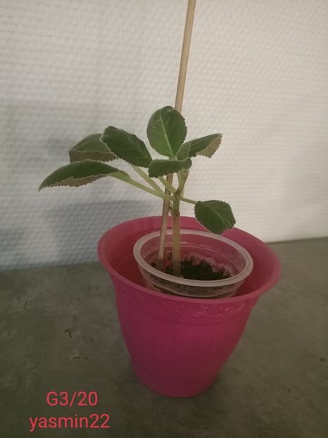 14.10.2021 - -Gloxinia din frunze