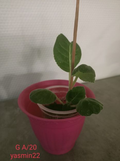 14.10.2021 - -Gloxinia din frunze