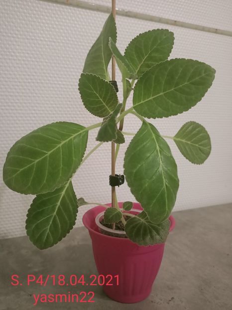 14.10.2021 - -Gloxinia din frunze