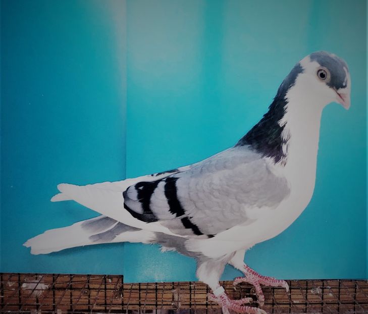 12521  mascul  2021_1 - tineret 2021