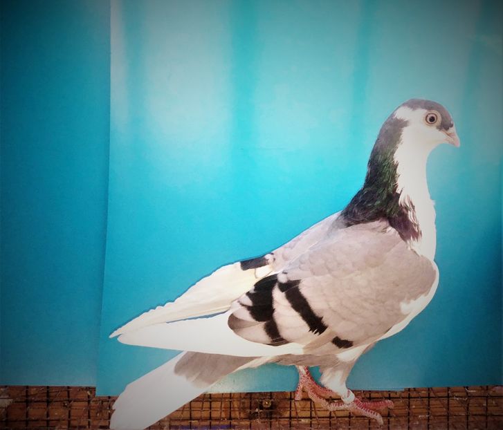 12521  mascul  2021_3 - tineret 2021