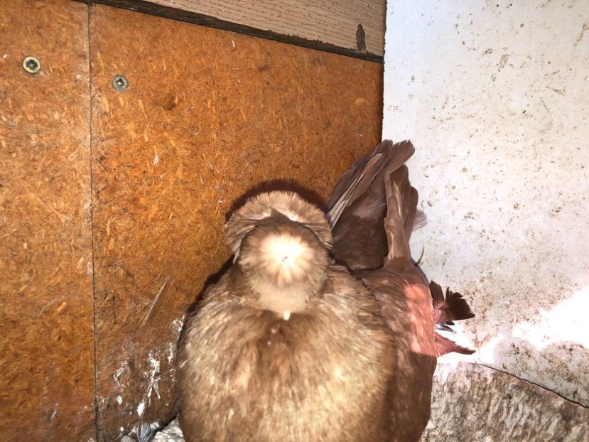  - 02 de prin volieră