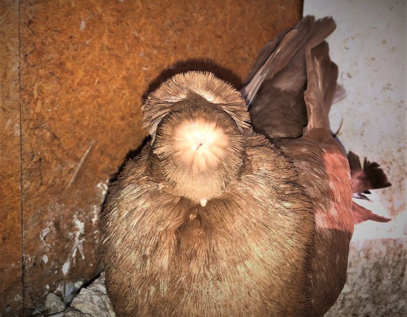  - 02 de prin volieră