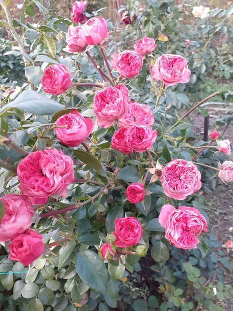  - Playful rokoko Tantau-2020