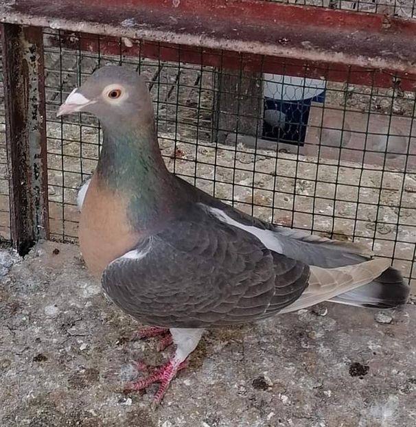  - Nu îmi aparțin 3