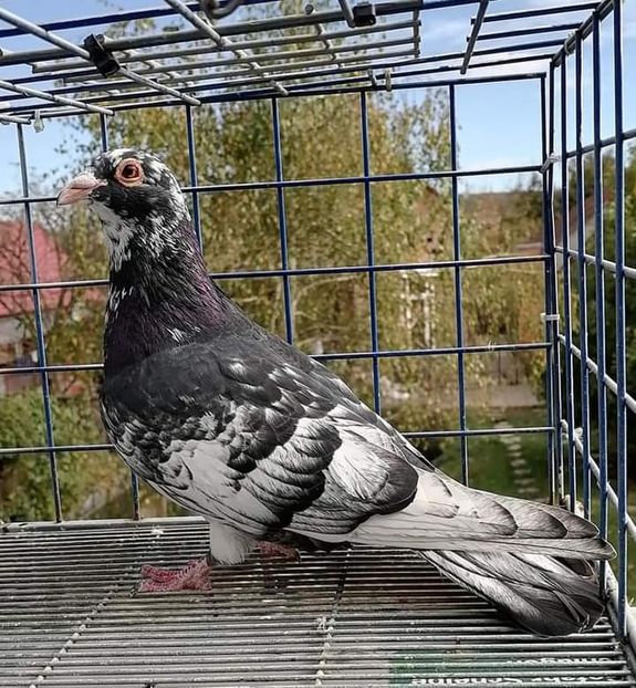  - Nu îmi aparțin 3