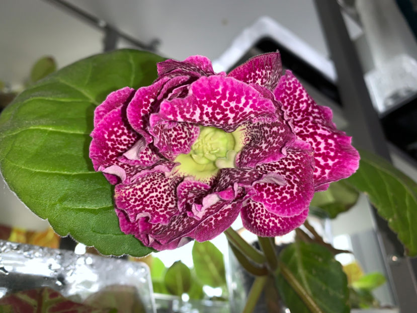  - Gloxinia 2021