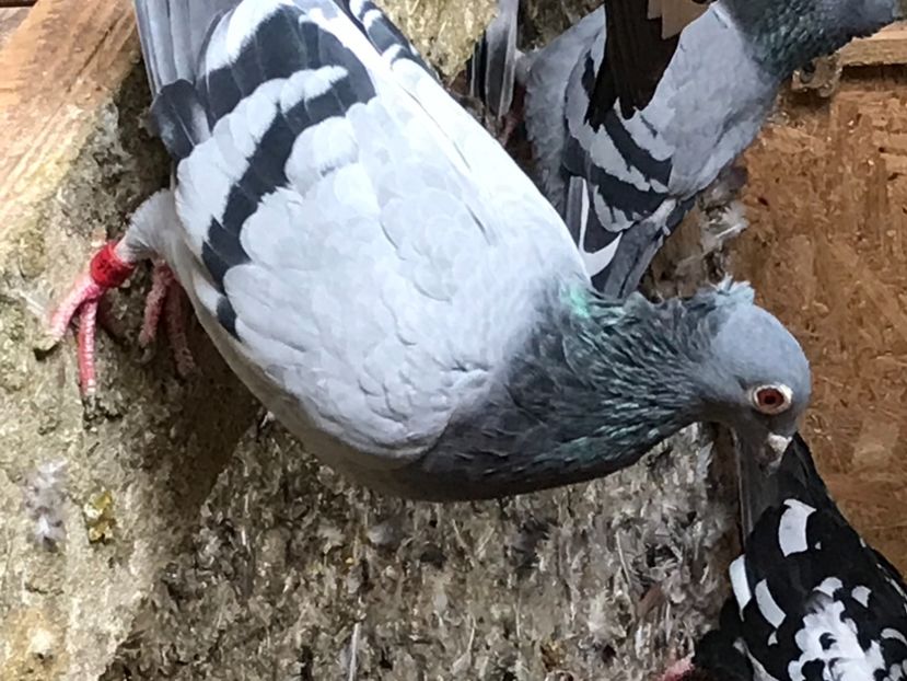 79F2EAC7-8202-4F53-805D-42FAD4B1990F - VOIAJORI JAN AARDEN KUIF