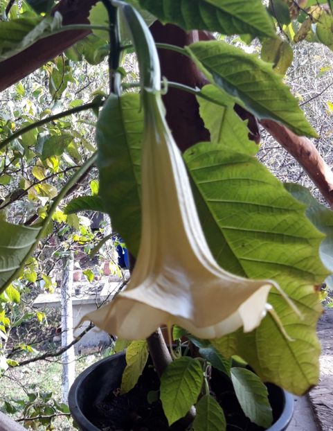  - Brugmasia si datura