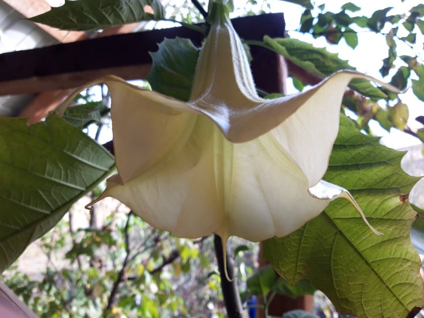  - Brugmasia si datura