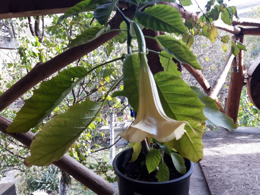  - Brugmasia si datura