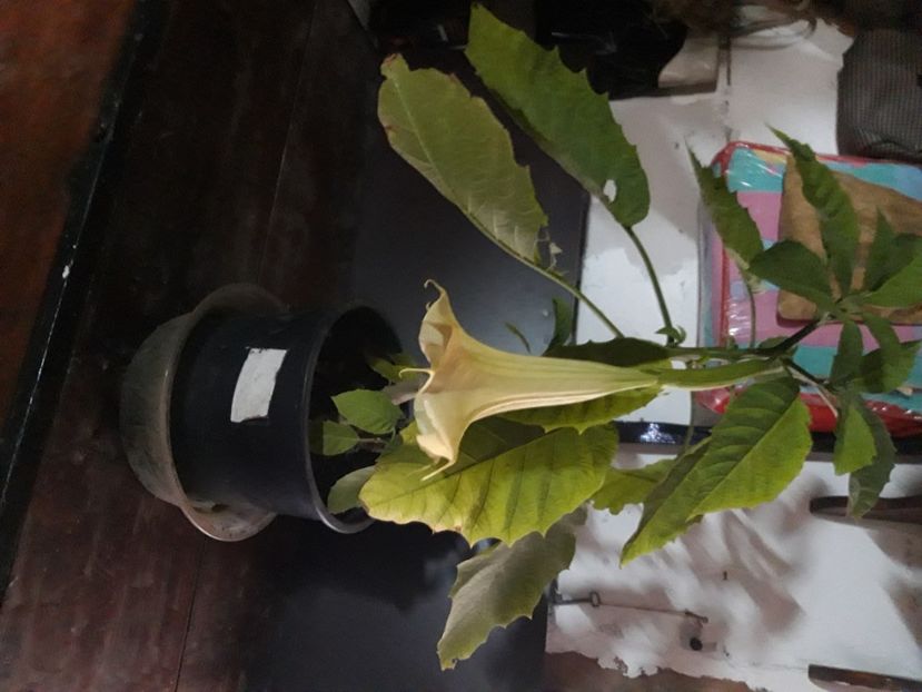  - Brugmasia si datura