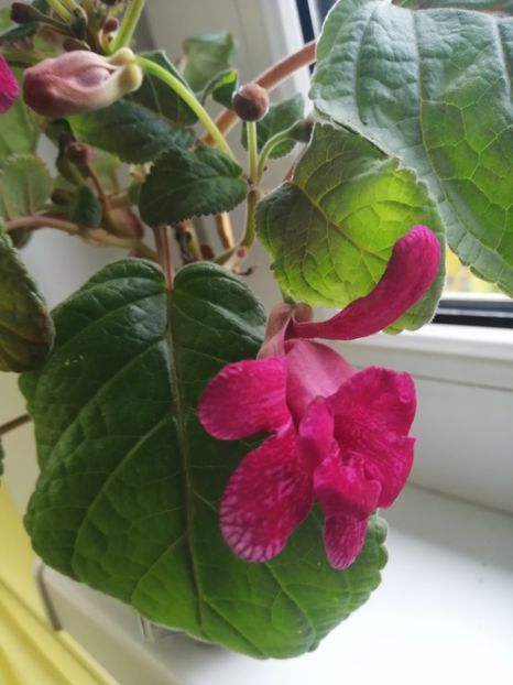  - Sininngia Isa s Gorgeous