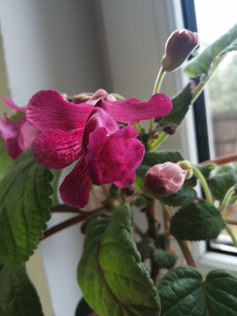  - Sininngia Isa s Gorgeous