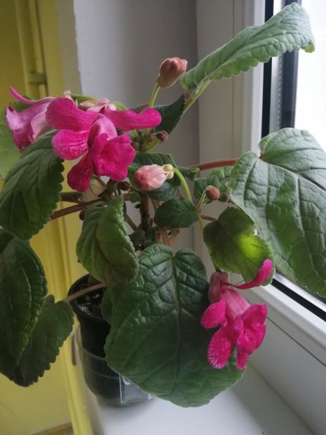  - Sininngia Isa s Gorgeous