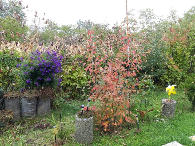  - pomul meu de stafide