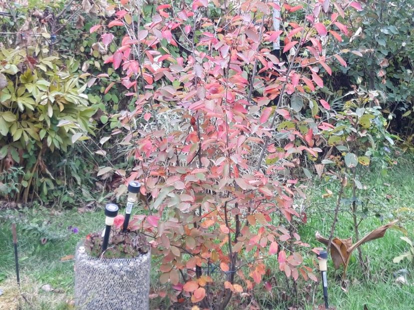  - pomul meu de stafide