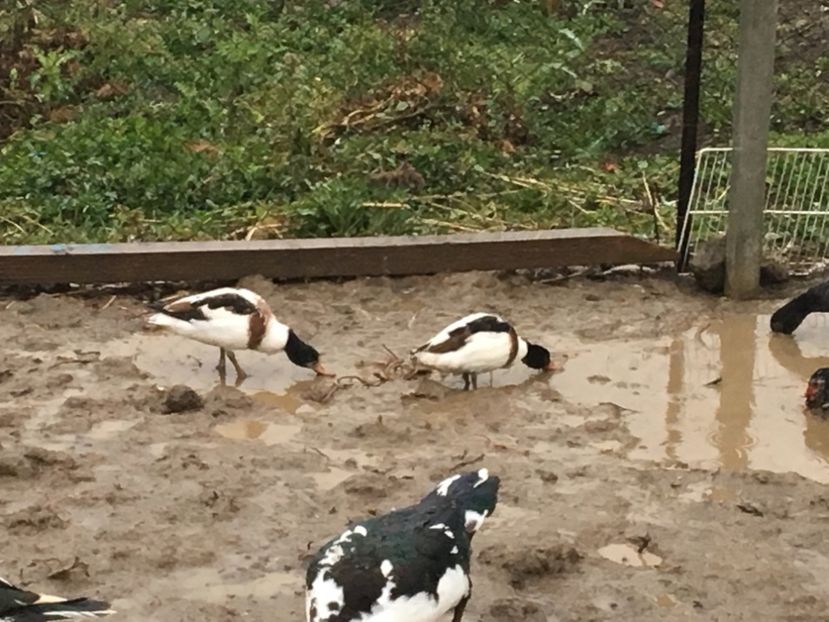  - Rațe Călifar Alb