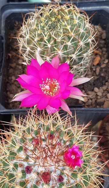 Dupa prima noapte cu bruma... - Lobivia