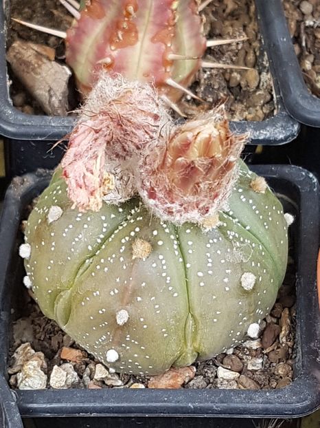 Inspirat de frig! - Astrophytum