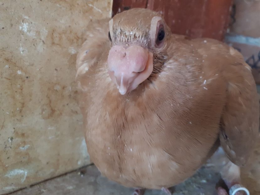 F - K1 _ tineret 2021