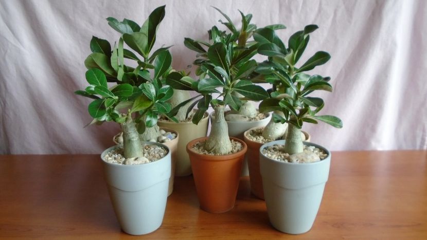 Diverse varietati de Adenium obesum - Caudiciforme - pachycaule si bulboase 2021