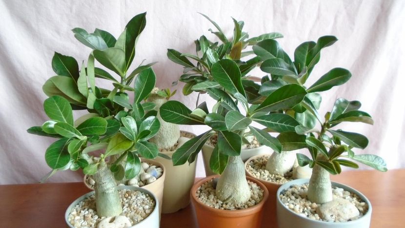 Diverse varietati de Adenium obesum - Caudiciforme - pachycaule si bulboase 2021