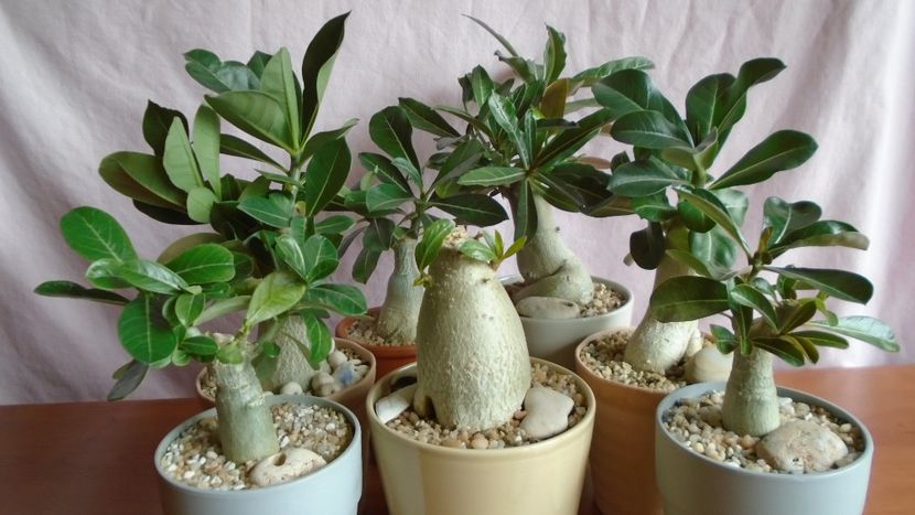 Diverse varietati de Adenium obesum - Caudiciforme - pachycaule si bulboase 2021