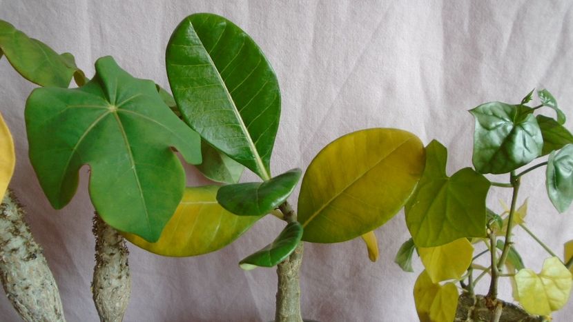 Culori de toamna - Caudiciforme - pachycaule si bulboase 2021