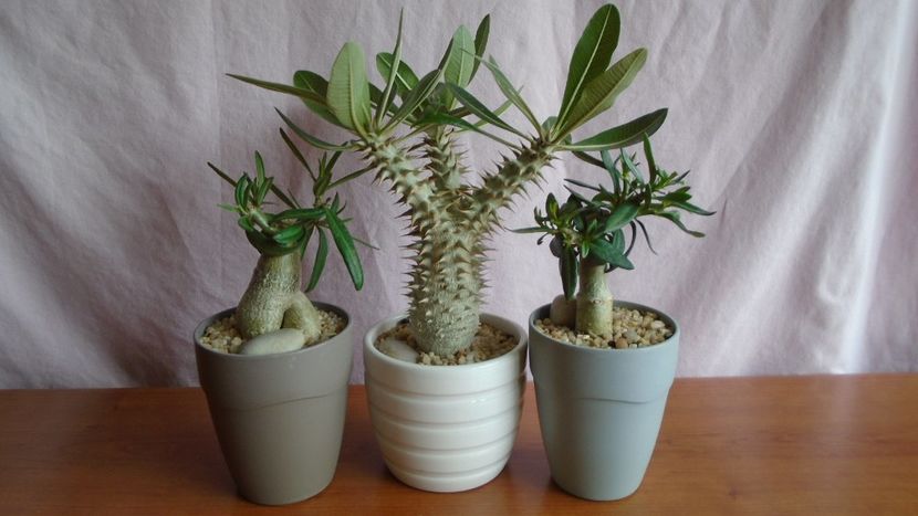 Diverse varietati de Pachypodium - Caudiciforme - pachycaule si bulboase 2021