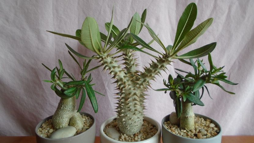 Diverse varietati de Pachypodium - Caudiciforme - pachycaule si bulboase 2021