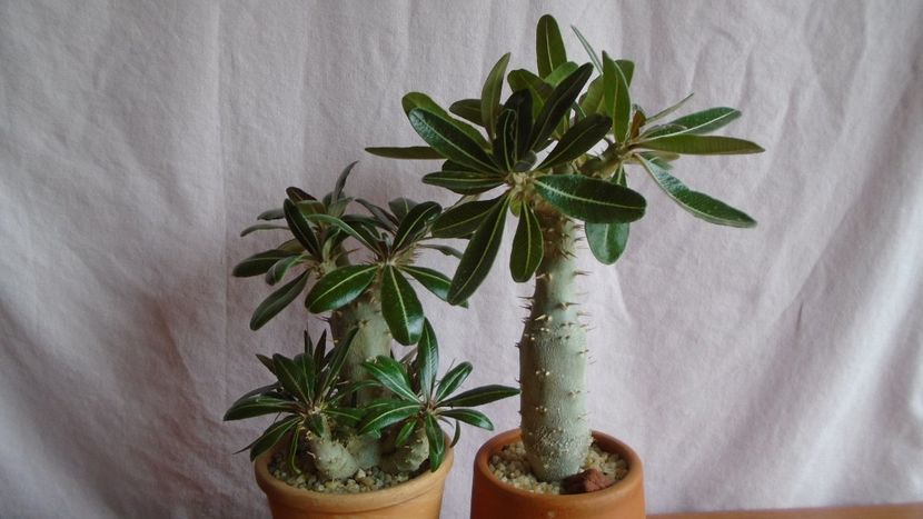 Diverse varietati de Pachypodium - Caudiciforme - pachycaule si bulboase 2021
