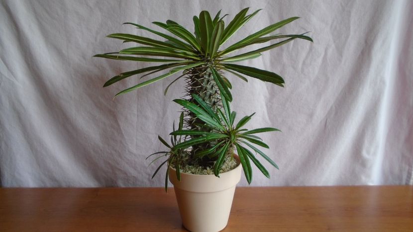 Pachypodium lamerei - Caudiciforme - pachycaule si bulboase 2021