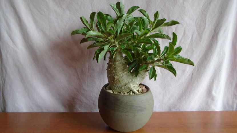 Pachypodium lealii ssp. saundersii - Caudiciforme - pachycaule si bulboase 2021