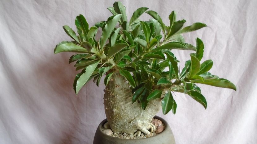 Pachypodium lealii ssp. saundersii - Caudiciforme - pachycaule si bulboase 2021