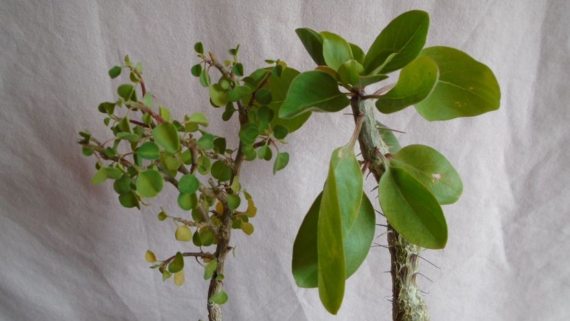 Culori de toamna - Caudiciforme - pachycaule si bulboase 2021