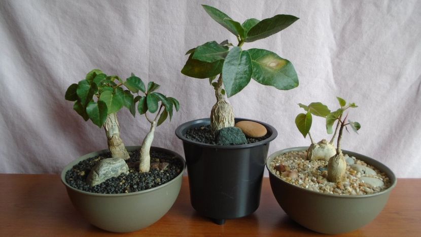 Diverse varietati de Ficus - Caudiciforme - pachycaule si bulboase 2021