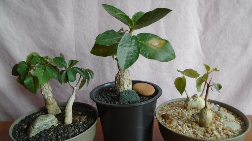 Diverse varietati de Ficus - Caudiciforme - pachycaule si bulboase 2021